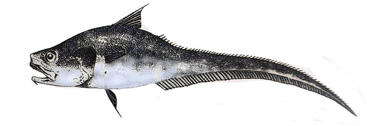 Coryphaenoides profundicolus_im